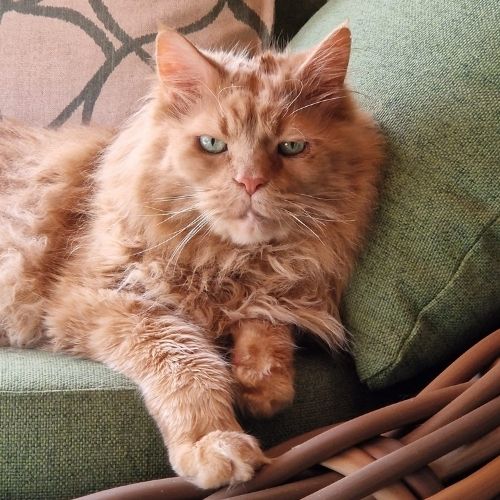 Druppels katten - 0,35L