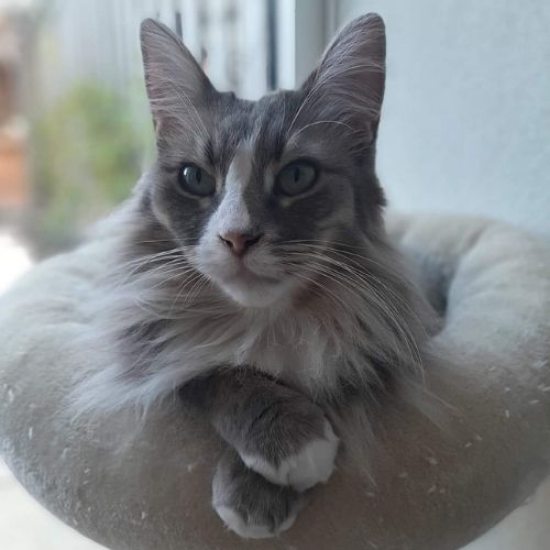 Druppels katten - 0,35L